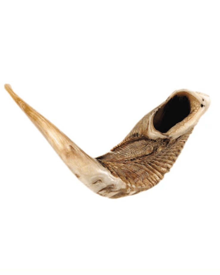 21-23" Ram's Horn Shofar