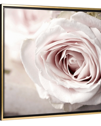 Pink Rose 16x16 Gold Frame