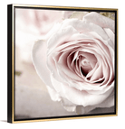 Pink Rose 16x16 Gold Frame